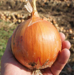 Зевс F1 семена лука репчатого (Sakata / Саката)