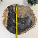 Набор из окаменелого дерева 4 предм Fossil Set NF-63063 поднос 33см*38см