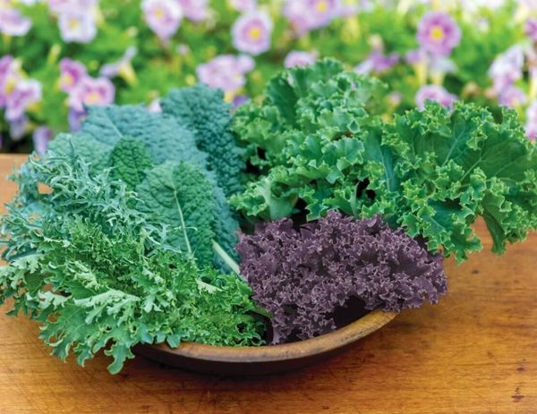 Пища бедняков или модный суперфуд? Кудрявый помощник в борьбе с диабетом