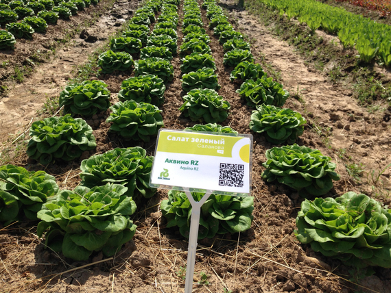 Аквино семена салата дуболистного (Rijk Zwaan / Райк Цваан) в поле – фото 5