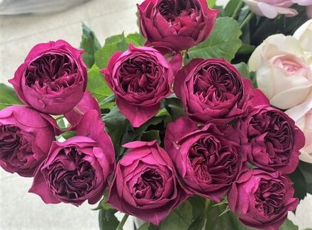 Отон Руж (Autumn Rouge)