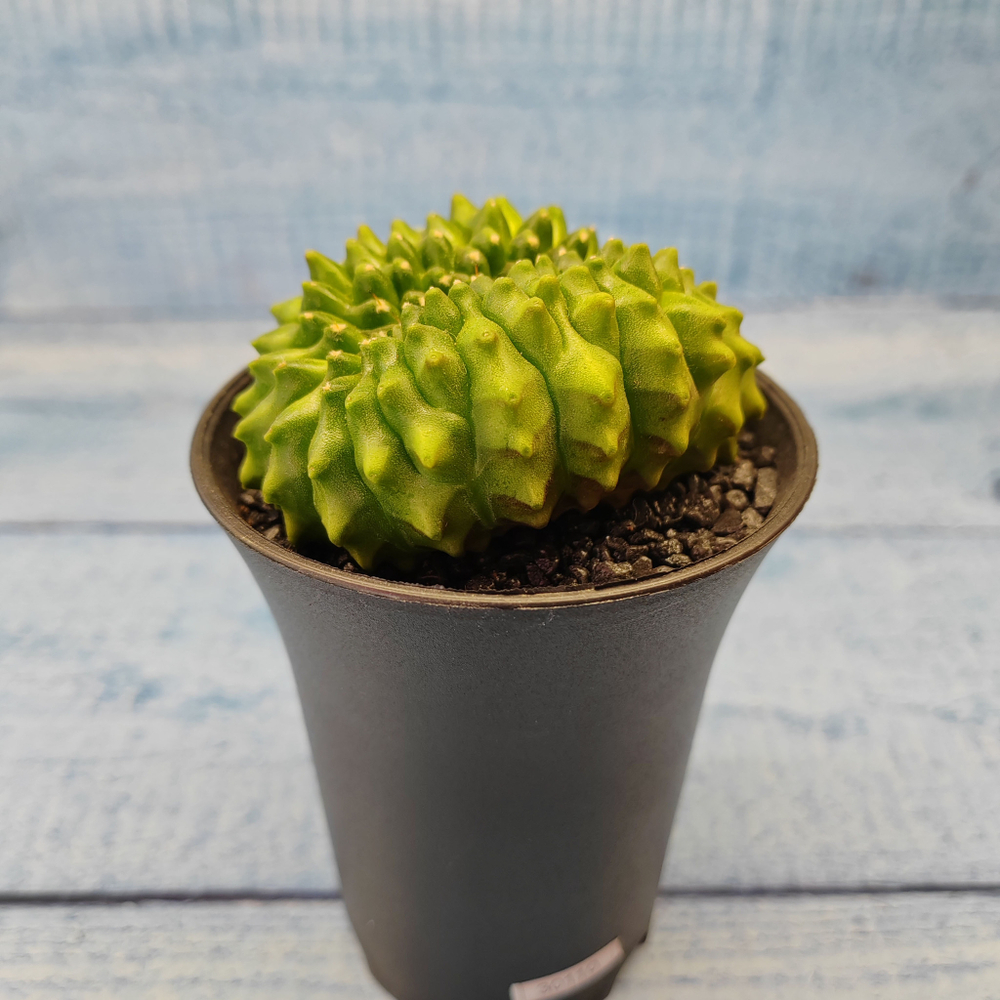 Gymnocalycium Spineless Crested form (Гимнокалициум Кристатный)