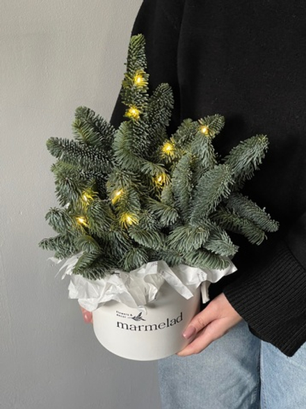 Коробка из нобилиса