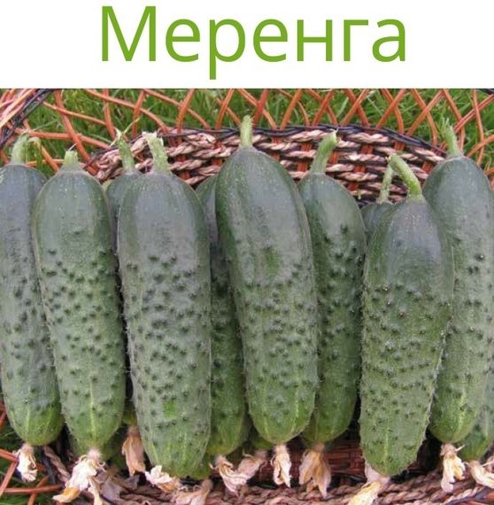 МЕРЕНГА F1 семена огурца партенокарпического (Seminis) купить