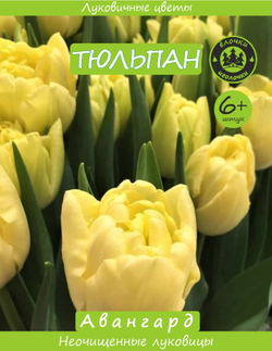 Тюльпан Луковица, Авангард, 6+ шт