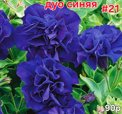 РАССАДА ПЕТУНИИ МАХРОВОЙ ДУО СИНЯЯ № 21