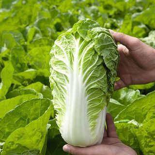 Капуста пекинская Маноко F1 500 (семян)
