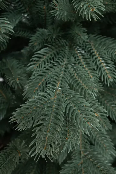 Искусственная елка Балтийская голубая 240 см., 100% литая хвоя, ЕлкиТорг (243240)