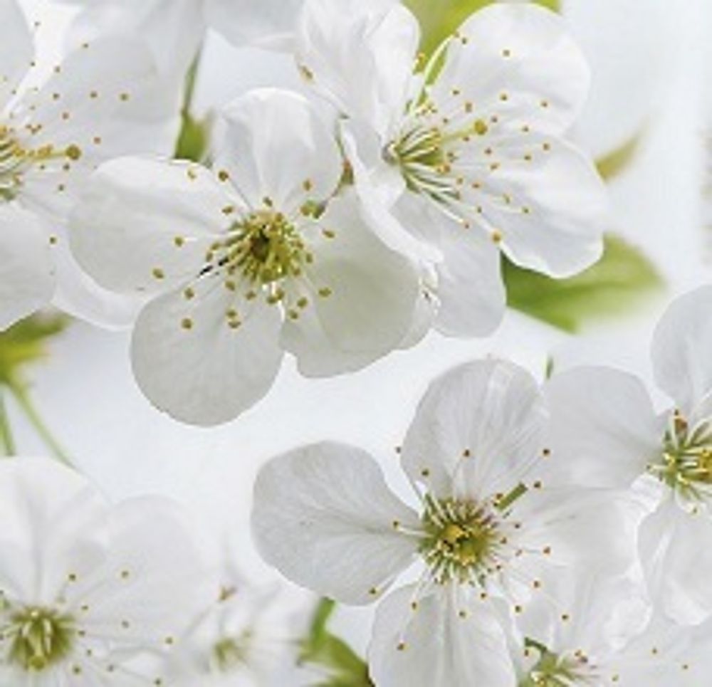 Стеновая панель 2800*610*6 (SP-268 глянец)