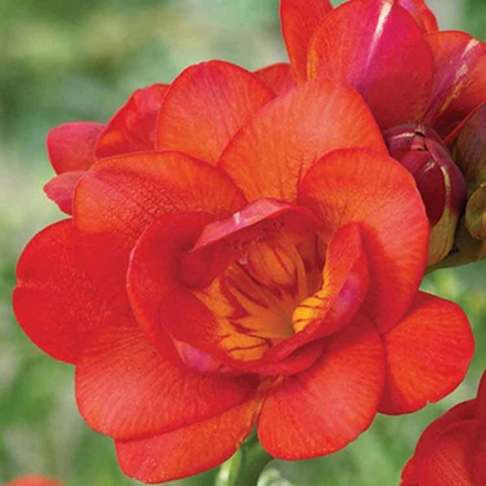 Фрезия Махровая красная (10 шт) Волжский Сад