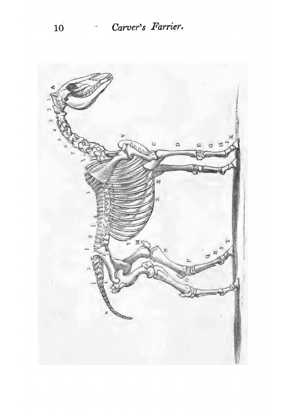 Practical Horse Farrier | William Carver