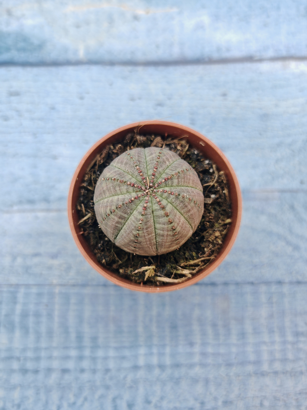 Euphoria Obesa (Эуфорбия)