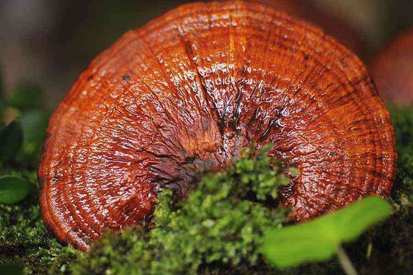 Целебные свойства гриба рейши