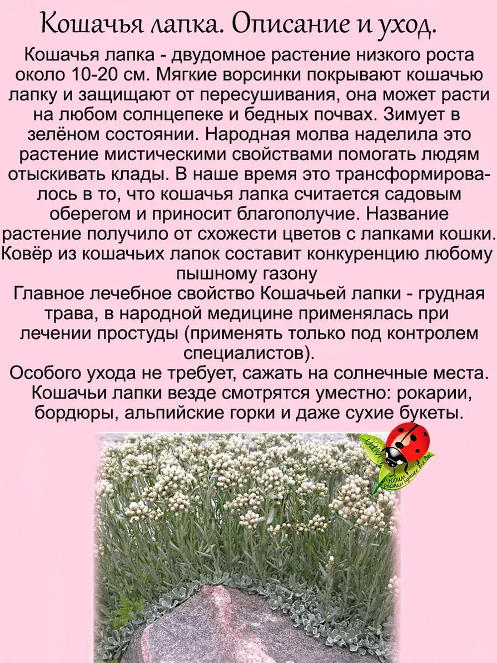 Антенария Кошачья лапка белая многолетник