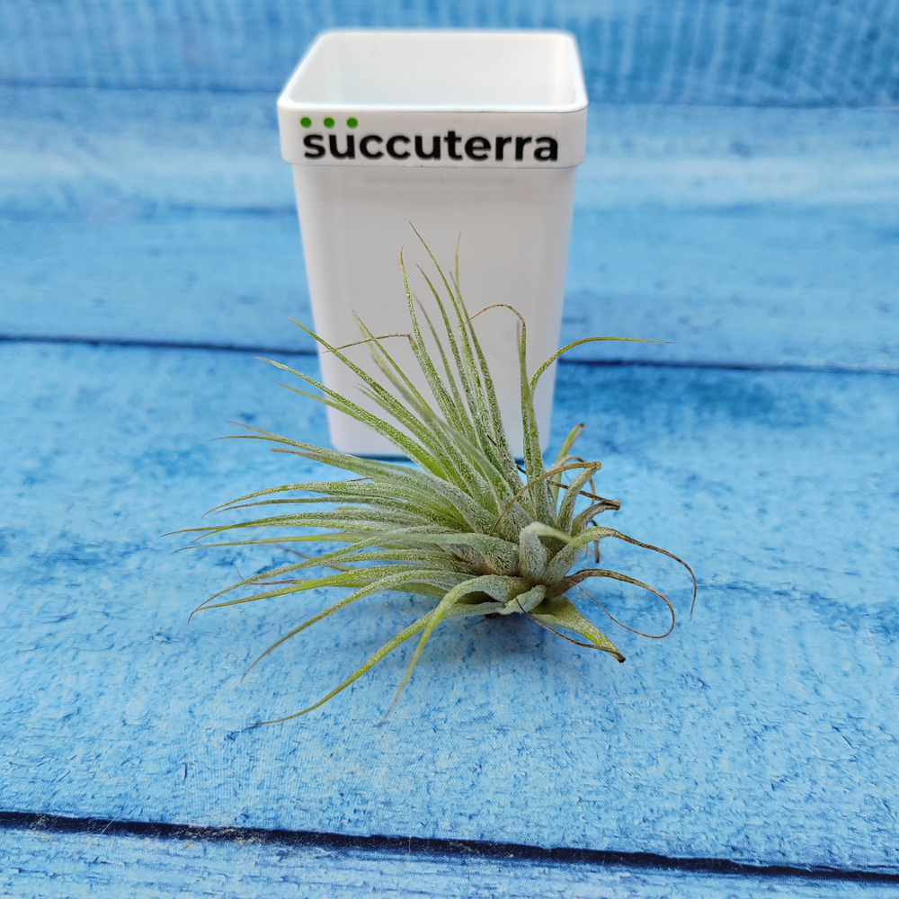 Tillandsia Ionantha Silver (Тилландсия)