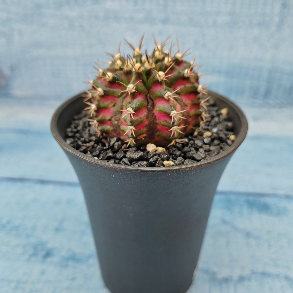Gymnocalycium T-Rex Pink hybride (Гимнокалициум T-rex)