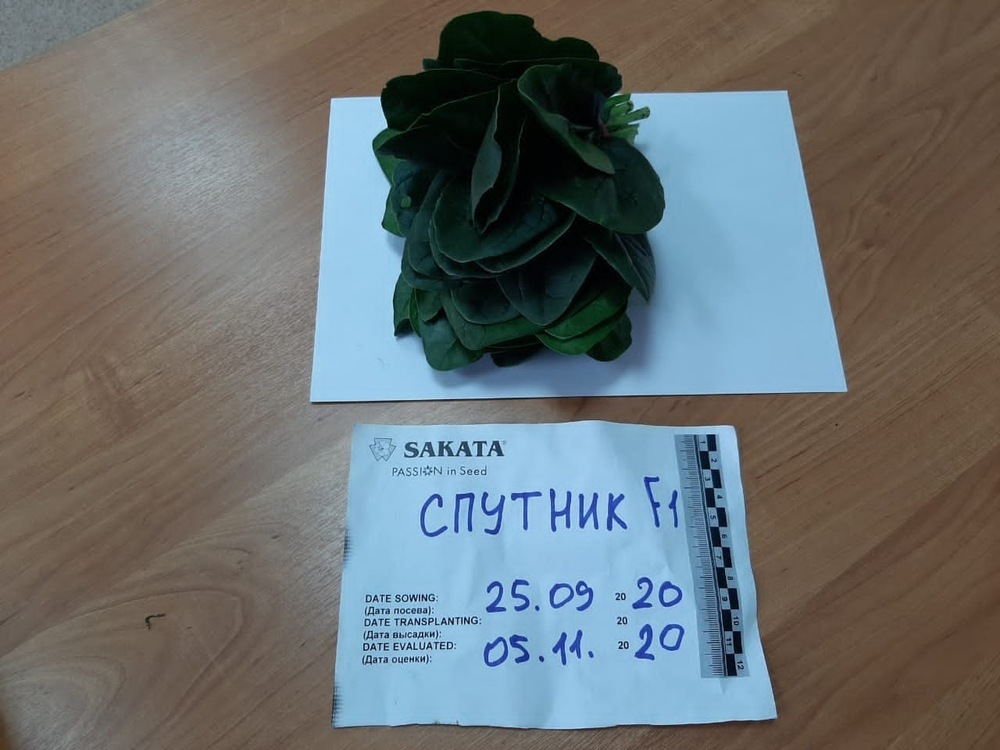 Спутник F1 семена шпината (Sakata / Саката)