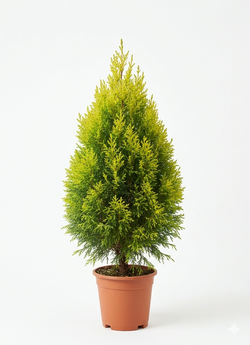 Кипарисовое дерево д.11