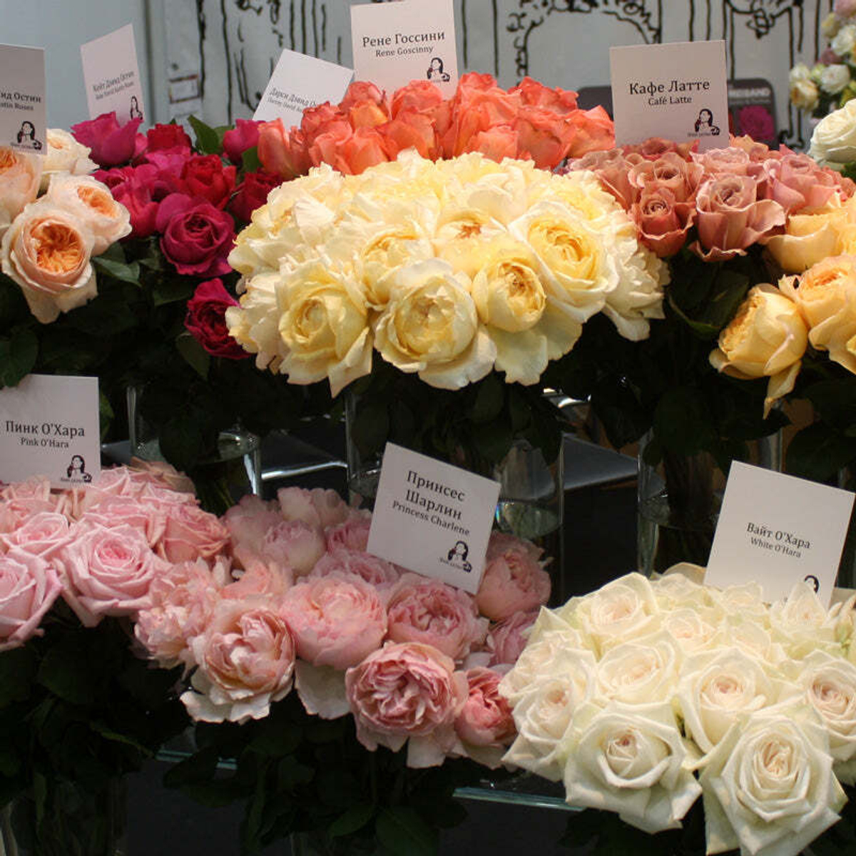 Охапка-сюрприз