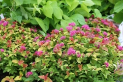 Спирея японская Меджик Карпет С3 Закупка М60 июнь 2026