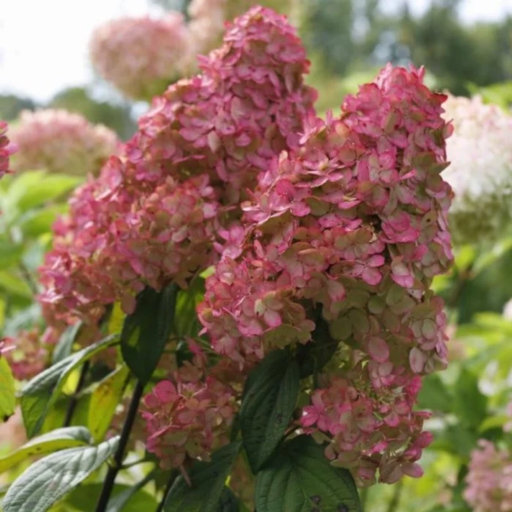 Гортензия метельчатая Файер Лайт (3/5 веток) Закупка М59 апрель 2026