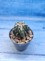 Astrophytum Myriostigma Fukuryu (Астрофитум)