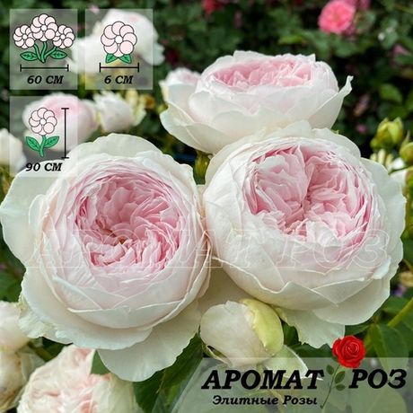 Герцогиня Кристиана (Herzogin Christiana)