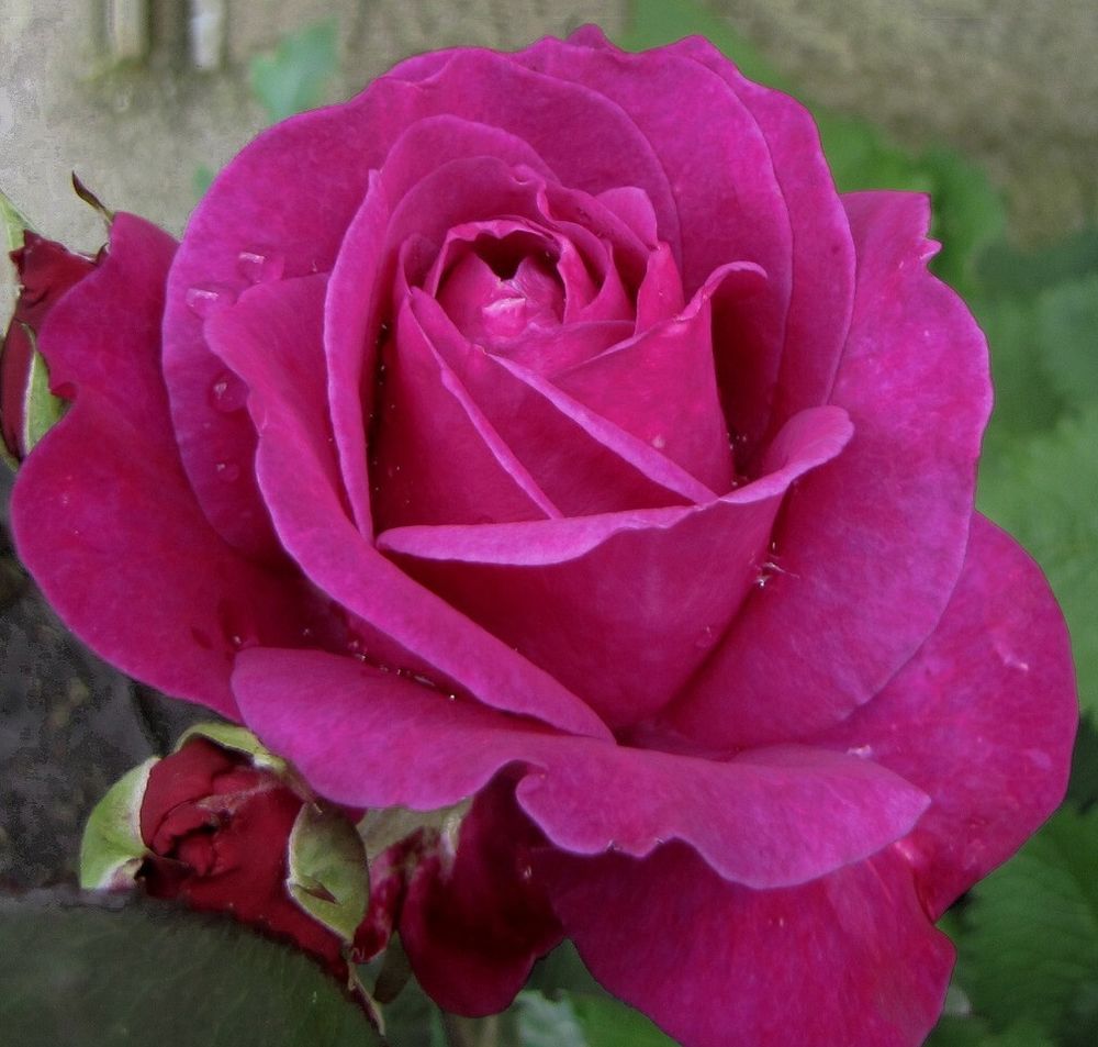 Роза чайно-гибридная Пароль