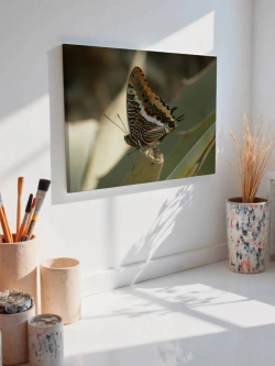 Картина на стену 40 X 50 Бабочка