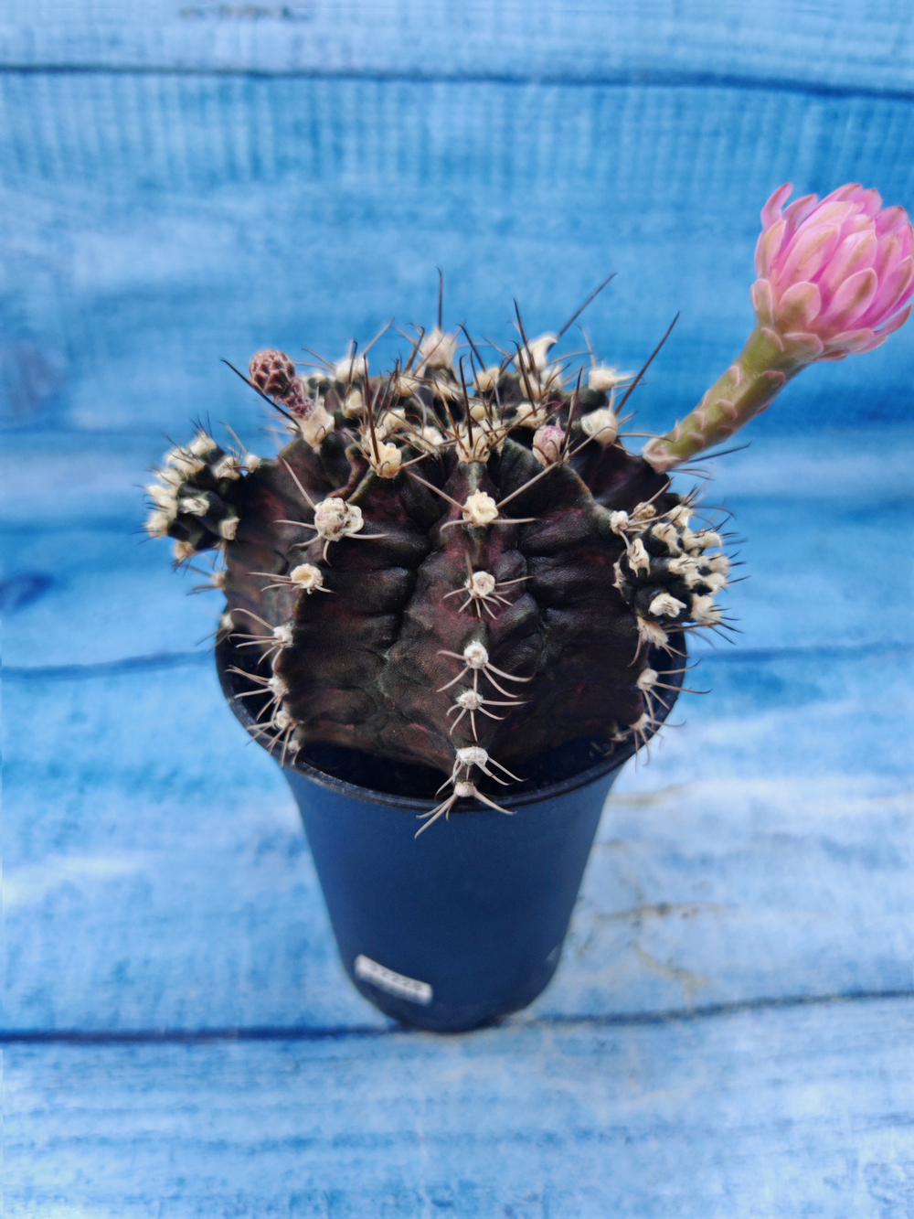 Gymnocalycium T-Rex Pink hybrid (Гимнокалициум T-rex)