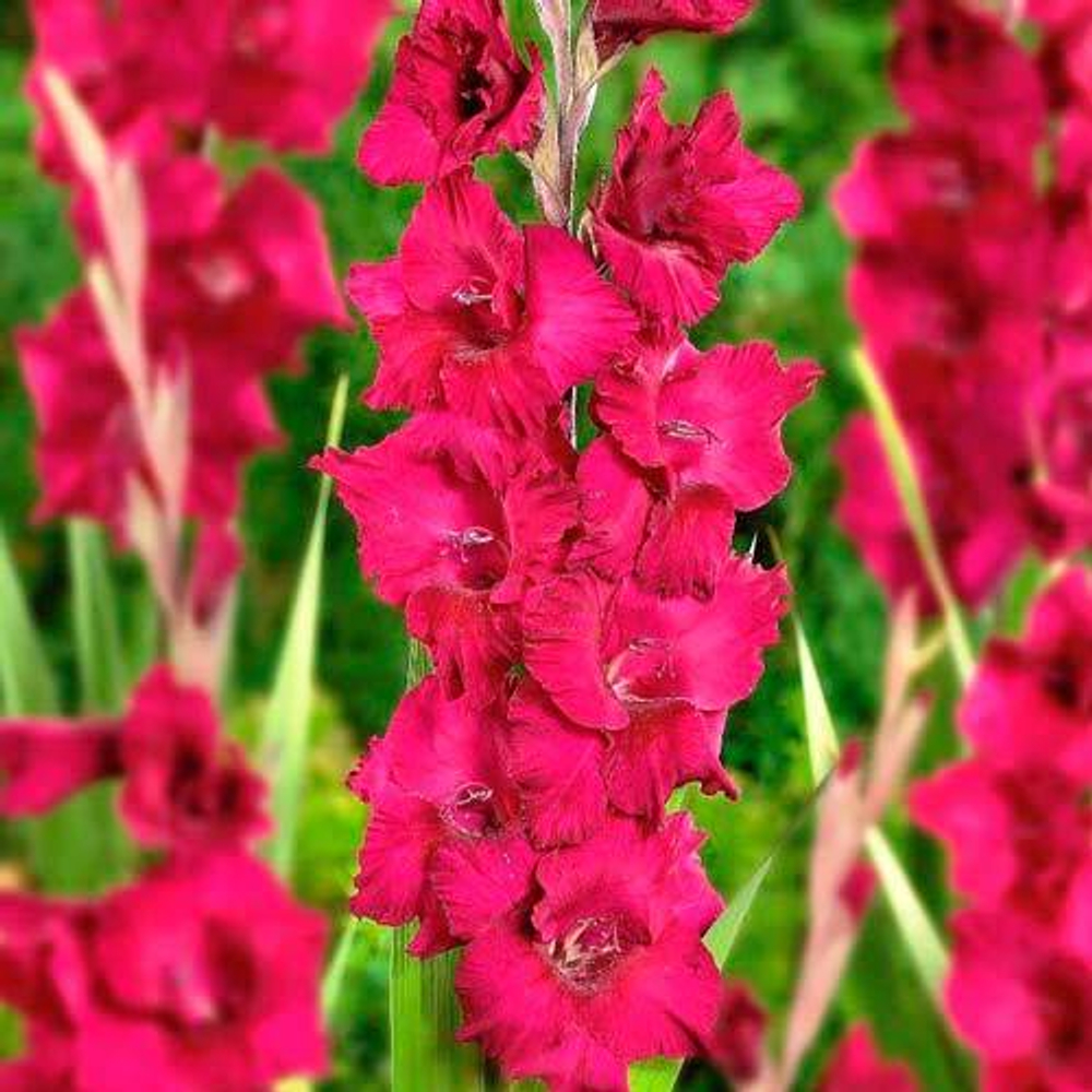 Гладиолус крупноцветковый Плам Тарт 1 шт россыпью