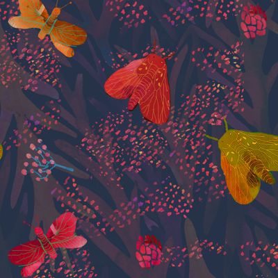бабочки. butterfly