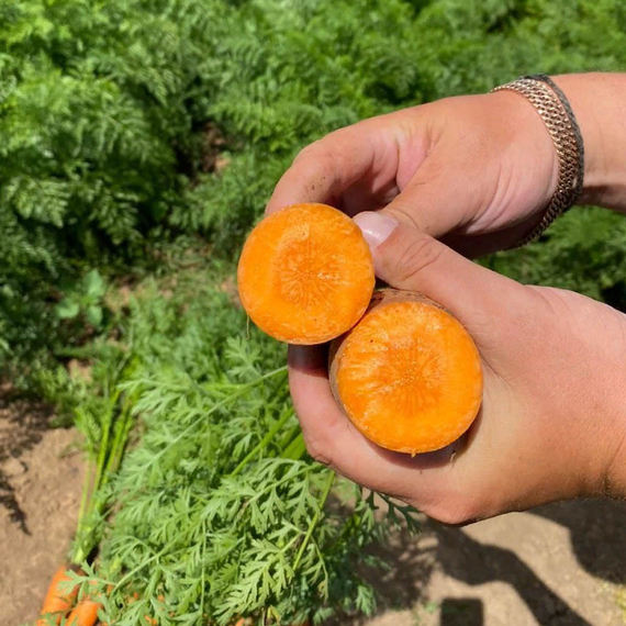 Кантон F1 семена моркови шантанэ (Bejo / ALEXAGRO) культура – фото 8