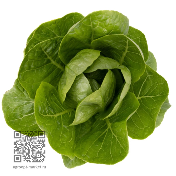 Рабелло_семена_салата_ромэн_Rijk_Zwaan_оптом – фото 1