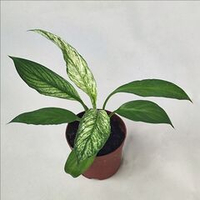 Спатифиллум Вариегатный