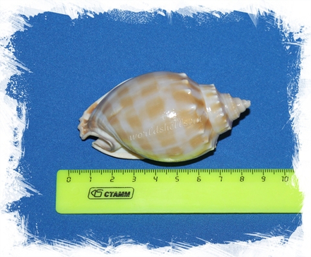 Фалиум Бандатум, 8-10см, 1шт