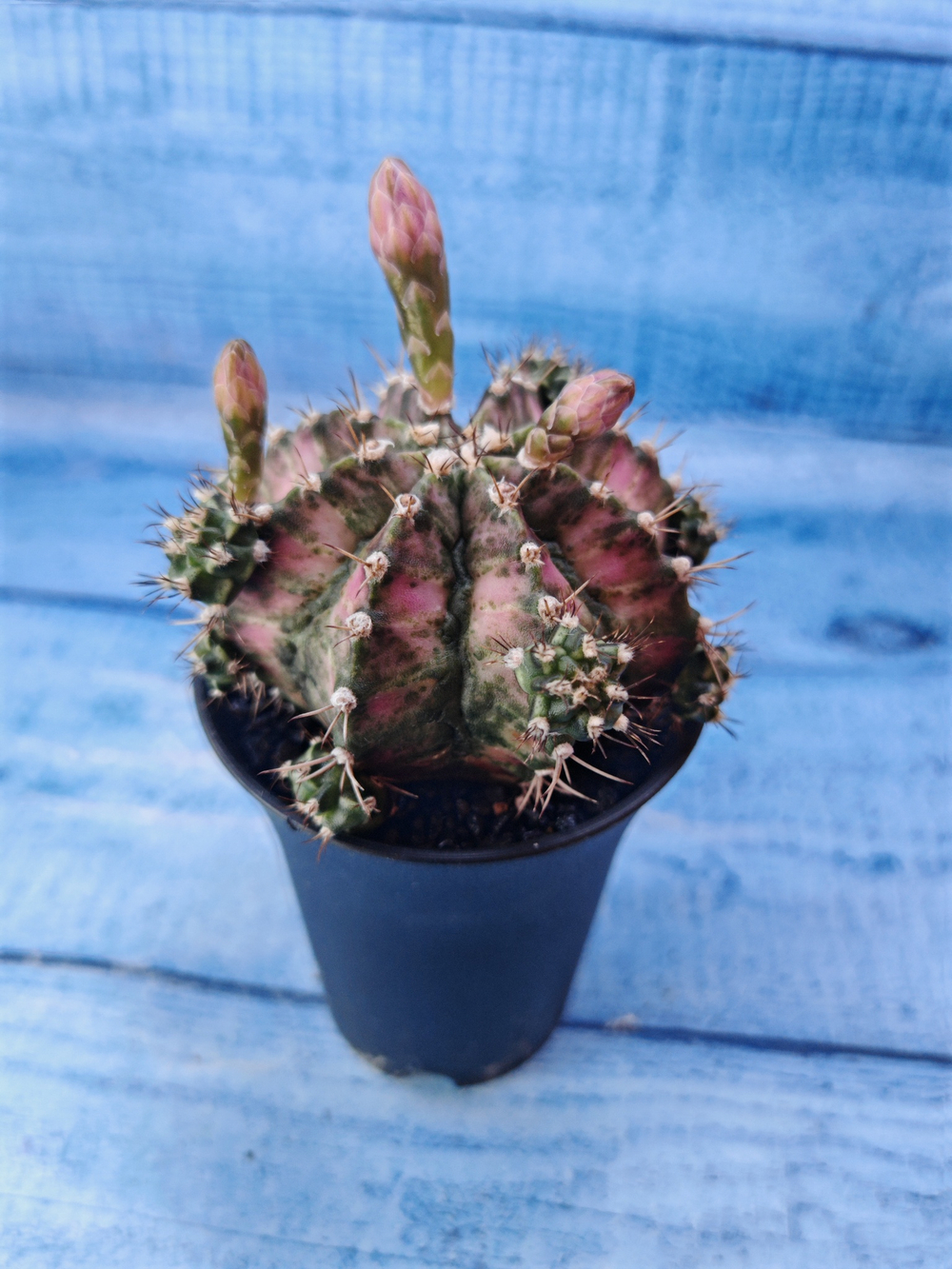 Gymnocalycium T-Rex Pink hybride (Гимнокалициум T-rex)