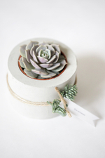 Новогодний набор с суккулентом № 7