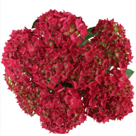 Vox Marine Red (Вокс Марин Ред) Р14 Европа 2026