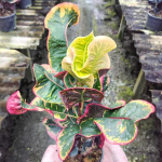 Кротон CHOK DEE