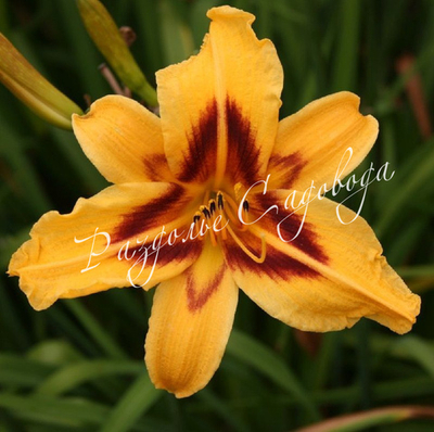 Лилейник гибридный Бонанза