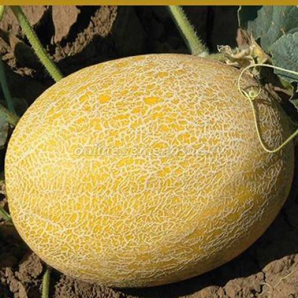 Дина семена дыни (ПОИСК)