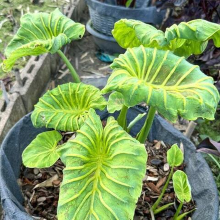 Колоказия GODDESS