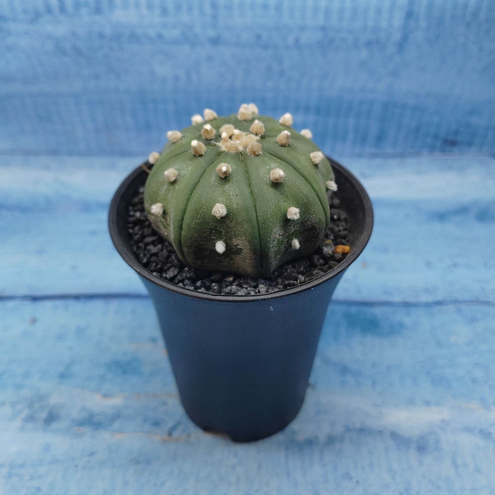 Astrophytum Asterias (Астрофитум)
