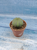 Euphoria Obesa (Эуфорбия)