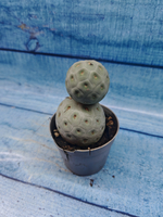 Tephrocactus Geometricus (Тефрокактус)