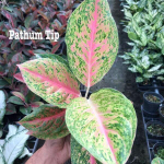 Аглаонема PATHUM THIP