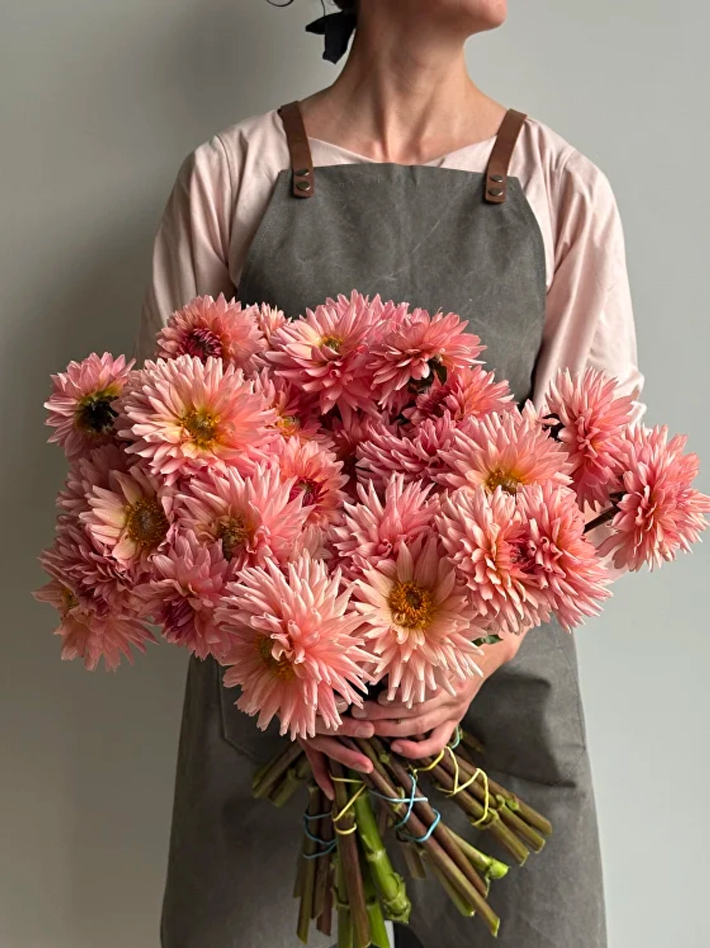 Георгин Preference (корень) Закупка М55 апрель 2026