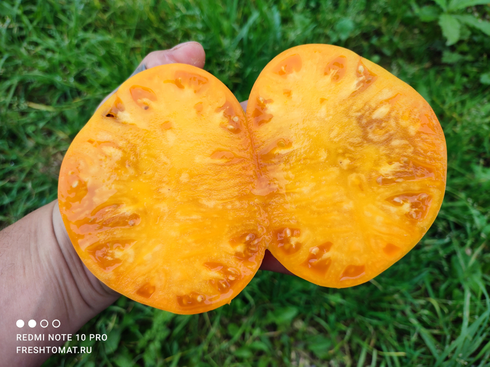 Оранжевый щербет Амишей (Amish Orange Sherbet) сорт томата