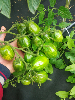 Зелёные яйца динозавра (Dino eggs green) сорт томата